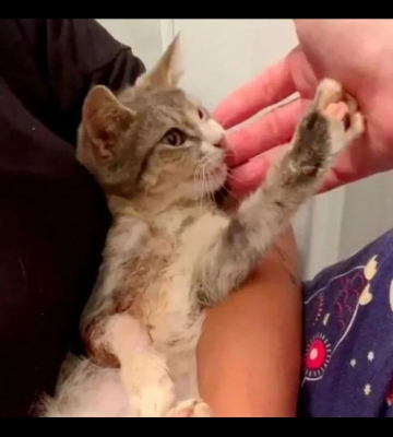 小小猫受伤了不吃东西