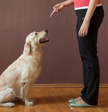 幼犬怎么训练坐下