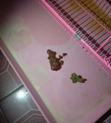 小狗拉稀怎么吃东西正常