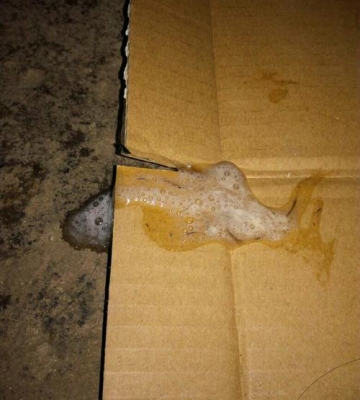 小狗干呕没吐出来东西