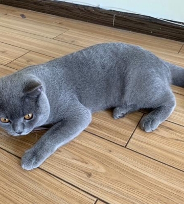 英短蓝猫品相怎么训练