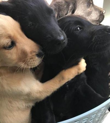 拉布拉多幼犬啃东西怎么办