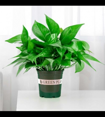 花卉绿植栽培秘笈_百度文库