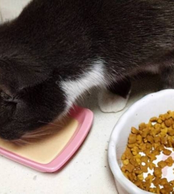 小猫刚到家里不吃东西怎么办