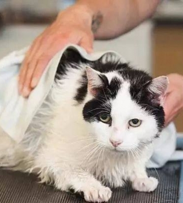 叫什么训练小猫咪