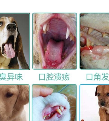 狗狗牙龈炎不吃东西
