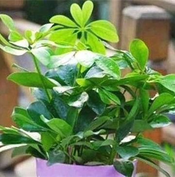 鸭掌换盆注意事项