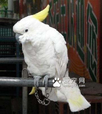 怎么训练牡丹鹦鹉说话