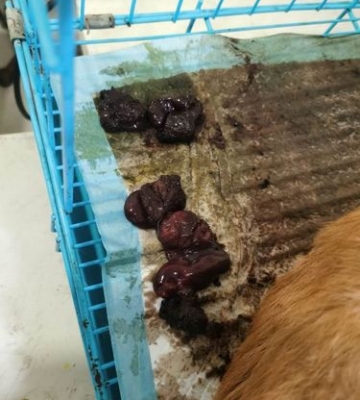狗流产了不吃东西