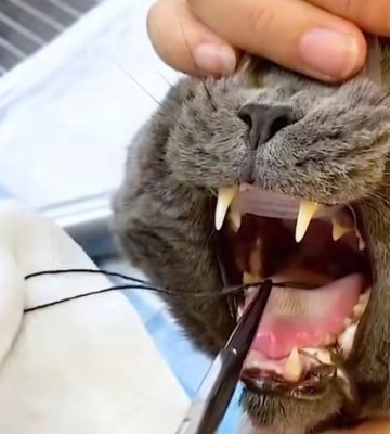 猫咽喉卡东西怎么办