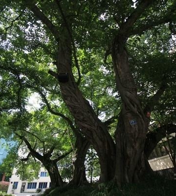 黄角树栽培方法