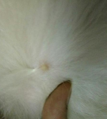 狗狗身上痒有白色东西怎么办