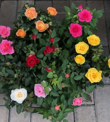 室外月季花的养殖方法