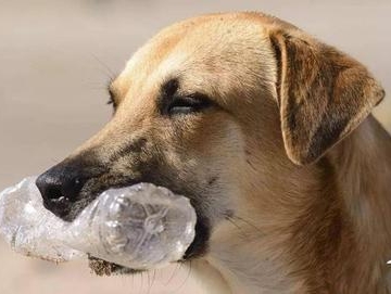 狗狗误吃了油腻的东西怎么办