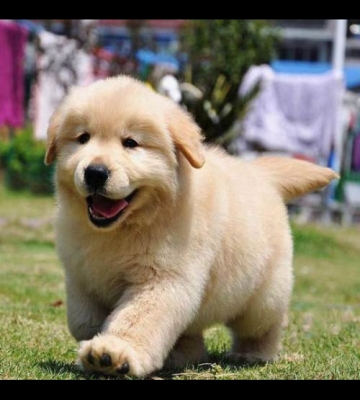 金毛幼犬喜欢玩的东西