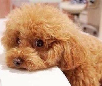泰迪东西吃太多了生病了吃什么药