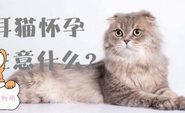 猫怀孕期间需要主要什么东西