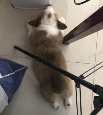 柯基怎么训练躺下