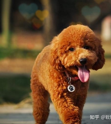 泰迪突然不爱吃东西怎么办
