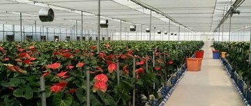 云南省花卉设施栽培的现状及建议