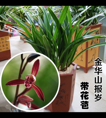 金边墨兰的养殖方法