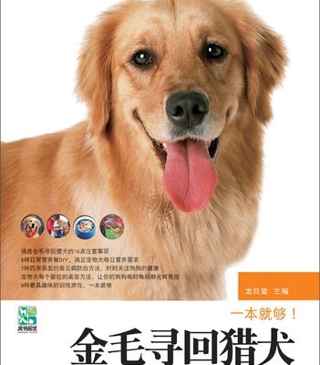 金毛寻回犬的训练