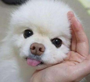 博美一直舔东西怎么办
