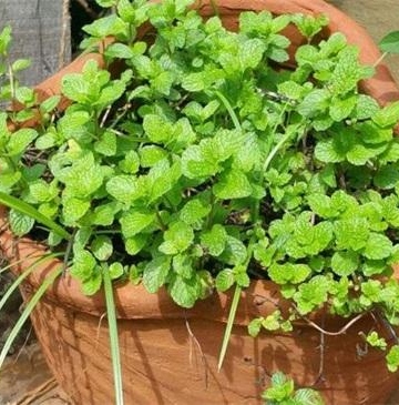 薄荷的盆栽养殖方法
