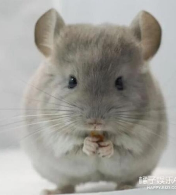 龙猫怀孕不爱吃东西怎么办