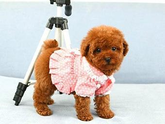 训练泰迪幼犬口令