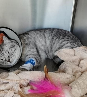 猫尿失禁尿带血不吃东西体温低