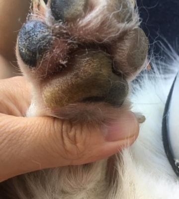 斗牛犬脚趾长东西怎么治疗
