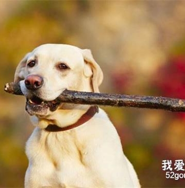 狗狗捡东西吃打还不听