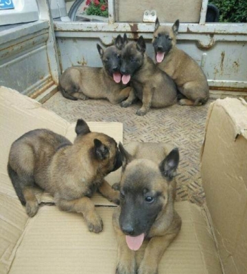 幼小马犬训练出售