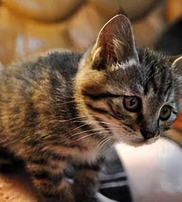 猫吃东西的特征