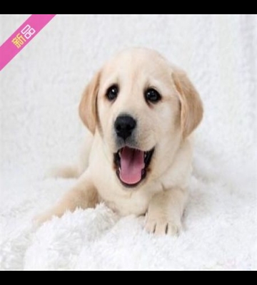 拉布拉多幼犬不吃东西怎么回事