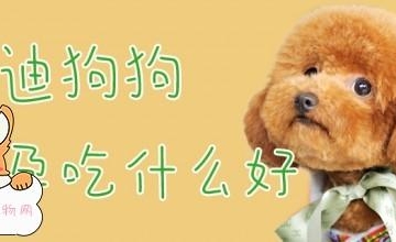 狗狗怀孕那些东西不能吃
