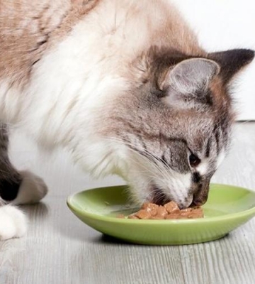 猫咪两天没吃东西怎么办