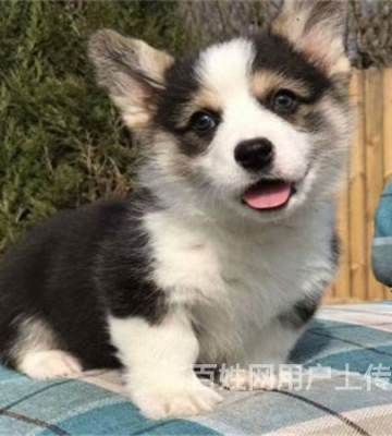 苏州昆山宠物训练基地