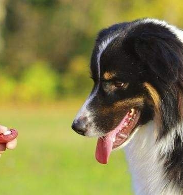 如何训练狗狗不掉东西