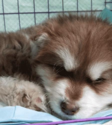幼犬冠状病毒不吃东西