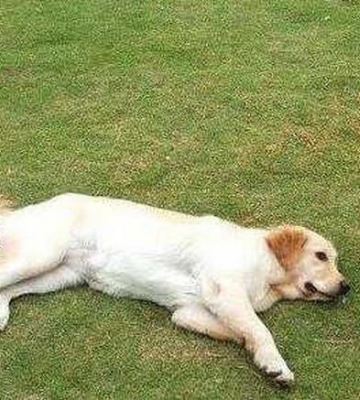 怎样训练狗狗坐下躺下