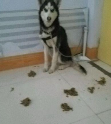 训练哈士奇的大小便