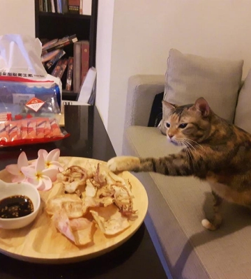 猫咪把桌子上的东西