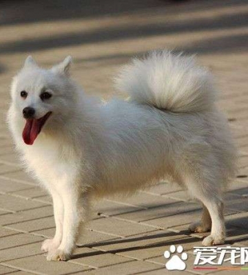 银狐犬成年犬如何训练