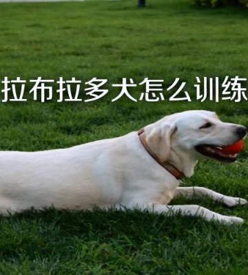 拉布拉多喂养训练