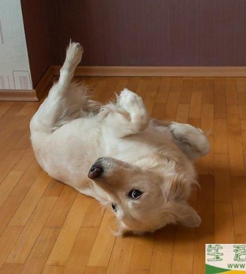 怎么训练狗狗翻滚
