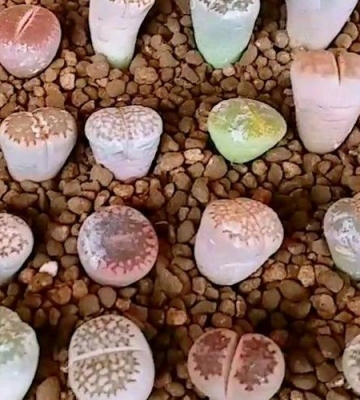 生石花栽培