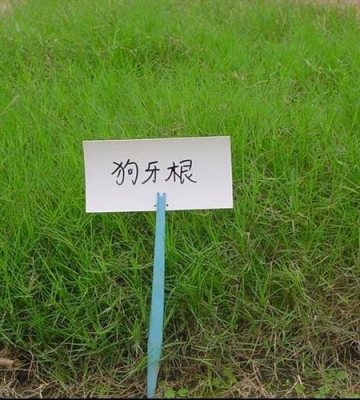 狗牙齿草的栽培