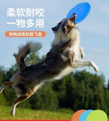 训练边牧狗接飞盘